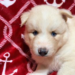AKC Sander - Sable and white male Siberian Husky puppy in Centreville, Maryland from Huskies By the Bay