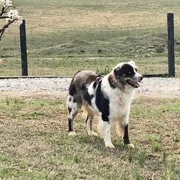 Tucker - Australian Shepherd
