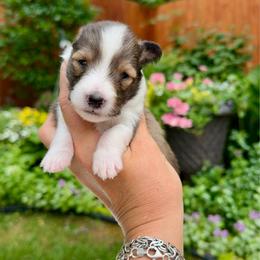 SPIRIT - Sable & white female Toy Shetland Sheepdog puppy in Livonia, Michigan from M7’s Shelties, Toonies & AussieDoodles