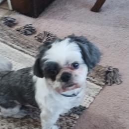 Murfee - Shih Tzu