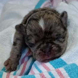 Rogue - Black female Pug puppy in East Bernstadt, Kentucky from Sundance Pugs
