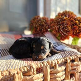 Forrest - Phantom male Bernedoodle puppy in Russell Springs, Kentucky from 270 Doodles