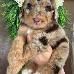 Cypress - Merle male Bernedoodle puppy in Thornville, Ohio from Four Front Doodles & Friends