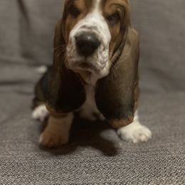 Basset Hound Puppies from Camp Nuckols Basset Hounds