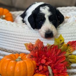 Scarecrow - Parti male Poodle puppy in Grover Beach, California from Central Coast Poodle Paws