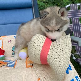Siberian Husky Puppies from Canace Siberians