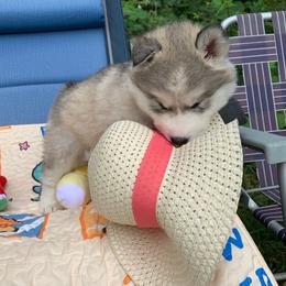 Siberian Husky Puppies from Canace Siberians