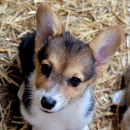 Blue bandana boy - White and black male Pembroke Welsh Corgi puppy in Cherokee, Oklahoma from MCS Farms-OK