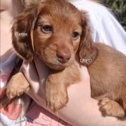 Vienna - Red female Dachshund puppy in West Alexandria, Ohio from Low Ryder Mini Dachshunds
