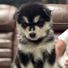 Ms Green - Seal and white female Alaskan Malamute puppy in Giddings, Texas from Strong Water Malamutes