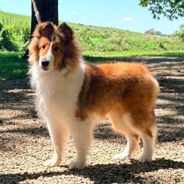 Shetland Sheepdog puppies from Balyntine’s Shetland Sheepdogs