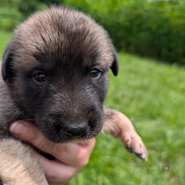 Boy-3 - Brown male Anatolian Pyrenees puppy in Marysville, Ohio from Brotherton Family Farms