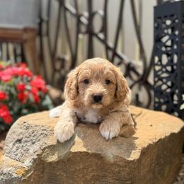 Honor - Apricot female Goldendoodle puppy in Wharton, Texas from Little Fur Friends
