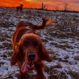 Irish Setters from Sunset Acres Setters