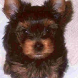 Yorkshire Terriers from Becker Thomas's Yorkshire Terriers
