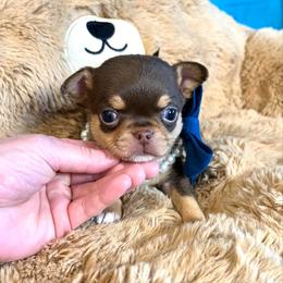 Dash - Chocolate and tan male Chihuahua puppy in Mesa, Arizona from Arizona Dream Chihuahuas
