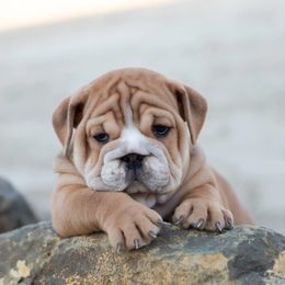 Bulldog Puppies from Badger Canyon bulldogs