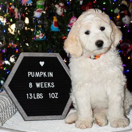 Boy 1 - Sheepadoodle puppy in Arizona from Dewey Doodles