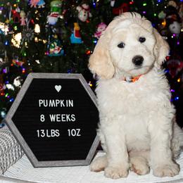 Boy 1 - Sheepadoodle puppy in Arizona from Dewey Doodles