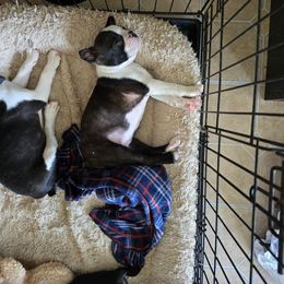 Boston Terrier Puppies from I Love Pups