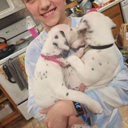Dalmatian Puppies from Rock Creek Dalmatians