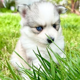 Pomsky Puppies from BittyPomsky