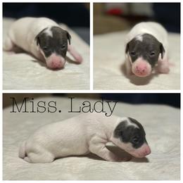 Lady - White and blue female Italian Greyhound puppy in Texas from Italian Greyhounds of Frisco