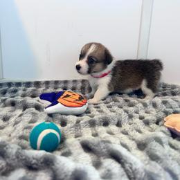 Maya - Sable female Pembroke Welsh Corgi puppy in Saint George, South Carolina from Carolina cotton candy corgis