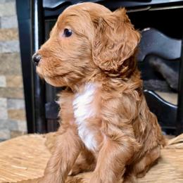 Brody - Red male Bernedoodle puppy in Tyner, Kentucky from Good Dog Doodles