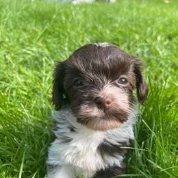 Havanese from Happiness in Havanese