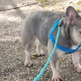 French Bulldogs and Poodles from Poos&Bulls Keepsake