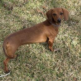 Winnie - Dachshund