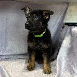 Esme - Light Green Collar - Black and tan female German Shepherd puppy in Greenwood, Arkansas from West Haus Shepherds