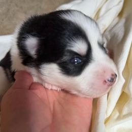 Joy - Black and white female Pomsky puppy in Mc Minnville, Oregon from West Coast Pomskies