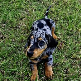 Sadie - Dachshund