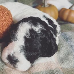 Boy 1 - Cockapoo puppy in Egg Harbor City, New Jersey from Grace Given Cockapoos (GGC)