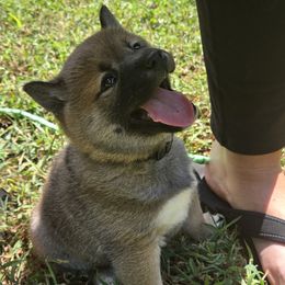 Bushido - Red male Shiba Inu puppy in Stanley, North Carolina from Yoru's Dojo Legacy
