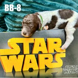BB-8 - Parti female Poodle puppy in San Antonio, Texas from Chocolate Pet Connection