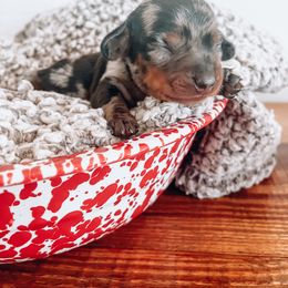 Dachshund Puppies from Cotton Hill Dachshunds