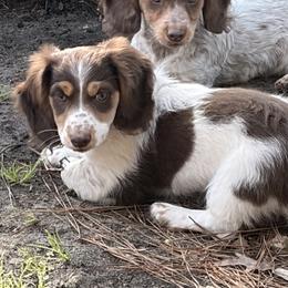 Mack - Chocolate and tan male Dachshund puppy in Bentonville, Arkansas from T & D Dachshunds by design