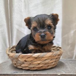 Tink TEACUP - Blue and gold male Yorkshire Terrier puppy in Monticello, Iowa from Ashley’s Puppies