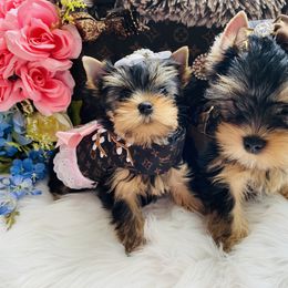 Yorkshire Terrier Puppies from Green Mountain Designer Yorkies