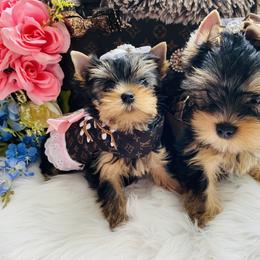 Yorkshire Terrier Puppies from Green Mountain Designer Yorkies