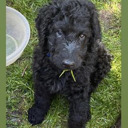 Poodle Puppies from Sarah’s Standards