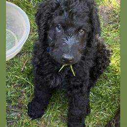 Poodle Puppies from Sarah’s Standards