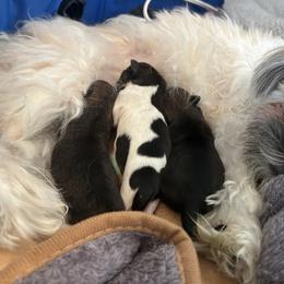 Shihpoos and Shih Tzus from Angel babies