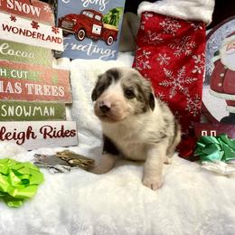 Border Collie and Jack Russell Terrier Puppies from CP FARMS BORDER COLLIES N JACKS CORP