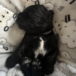 Cocker Spaniel Puppies from Abundance of Joy LLC