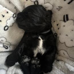 Cocker Spaniel Puppies from Abundance of Joy LLC