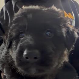 Boy 4 - Black and red male German Shepherd puppy in Valley Springs, South Dakota from Von Pasch German Shepherds